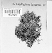 Scytinium pulvinatum image